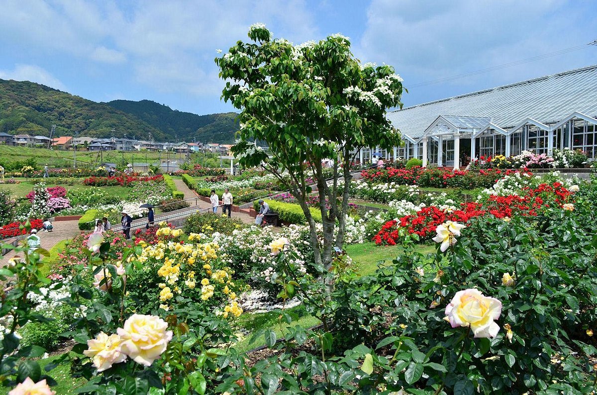 🌹 시마다시 장미 언덕 공원(시마다시바라노오카코엔) 이미지 9